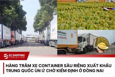 HÀNG TRĂM XE CONTAINER SẦU RIÊNG XUẤT KHẨU TRUNG QUỐC ÙN Ứ CHỜ KIỂM ĐỊNH Ở ĐỒNG NAI