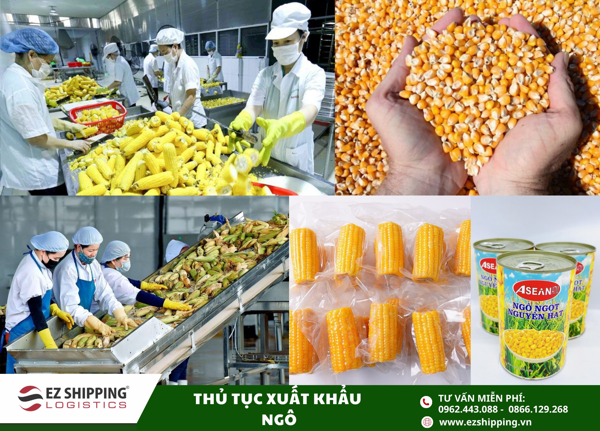 quy trình và chính sách nhập khẩu ngô