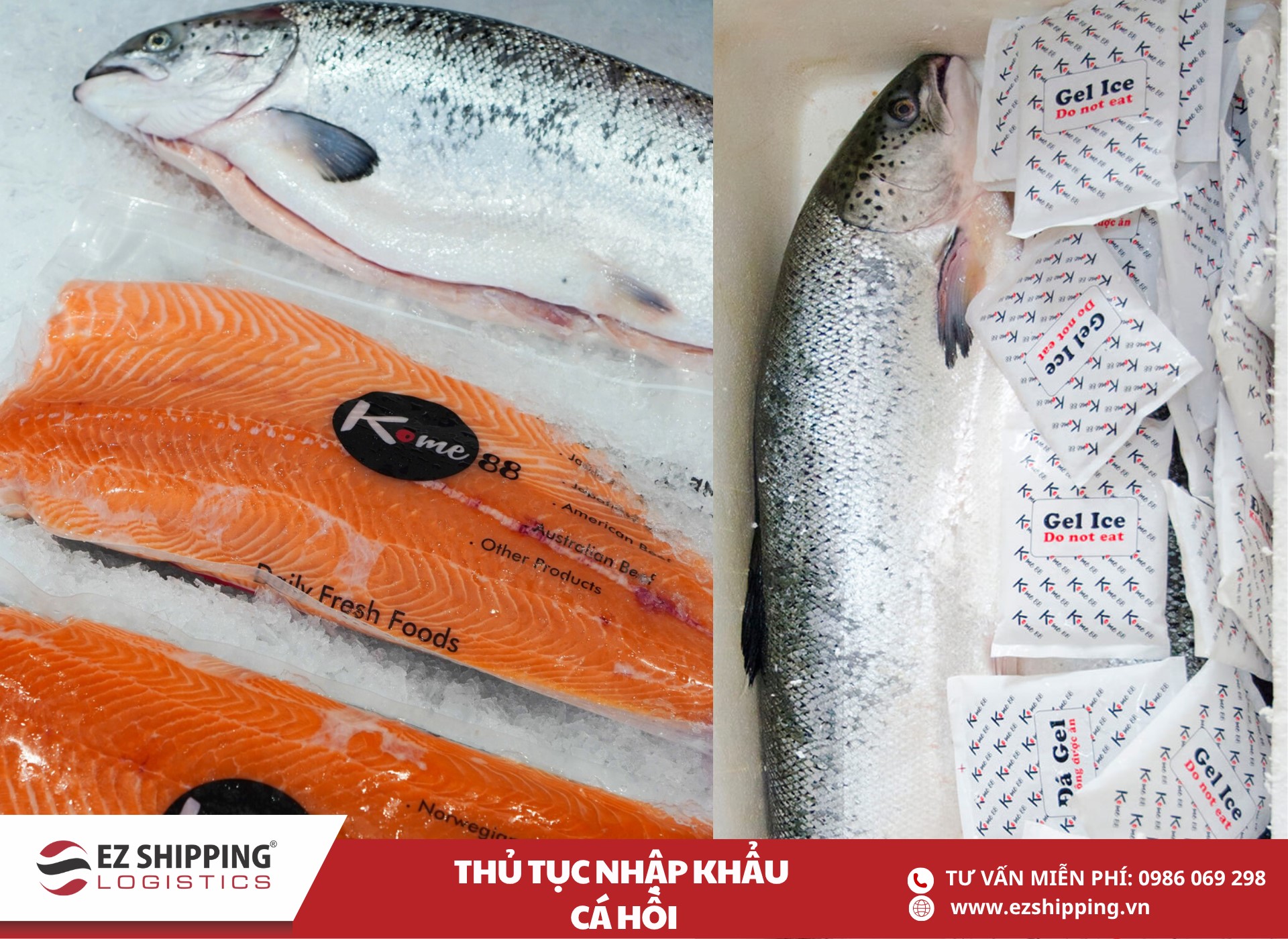 quy-trinh-nhap-khau-ca-hoi