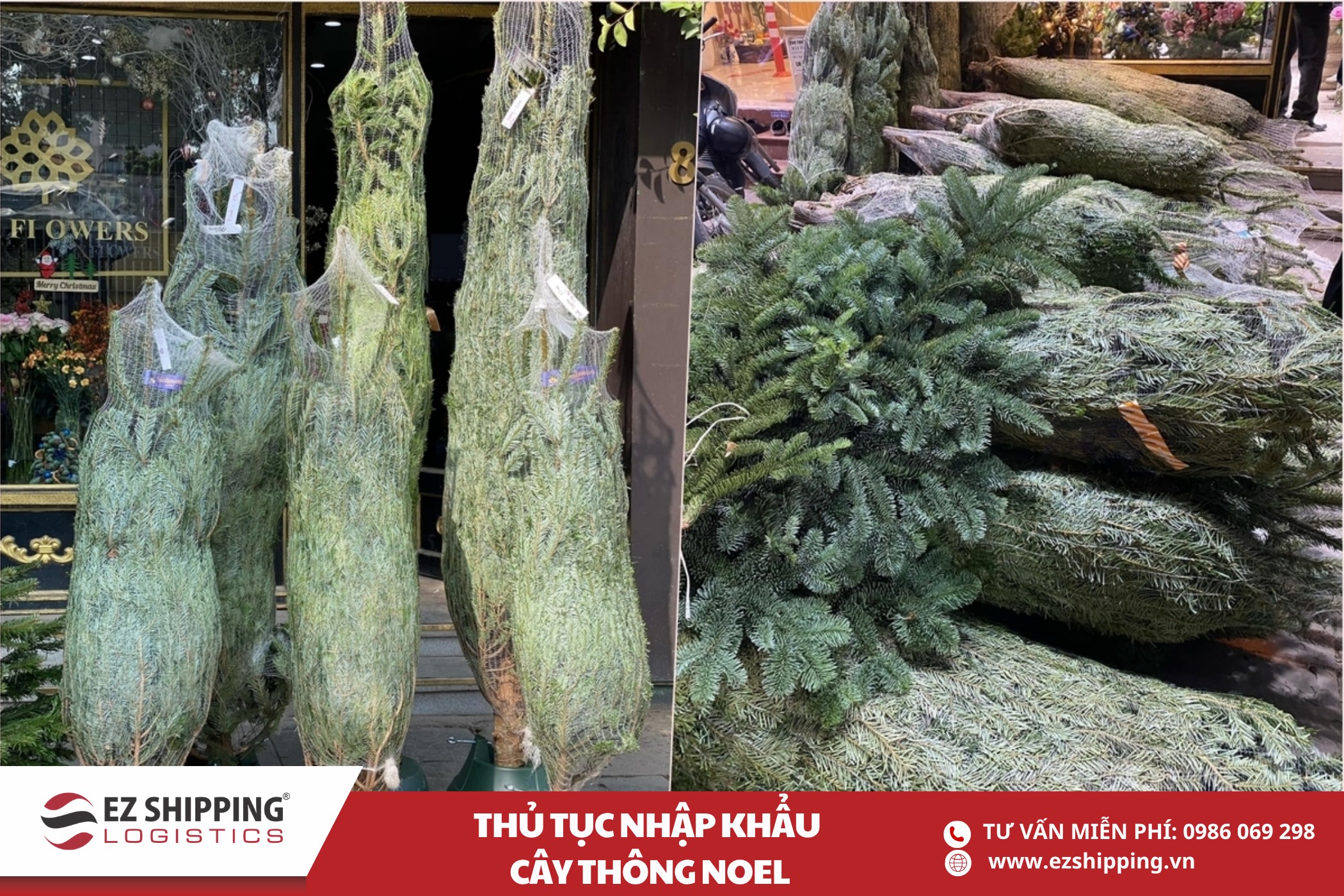 chinh sach nhap khau cay thong noel