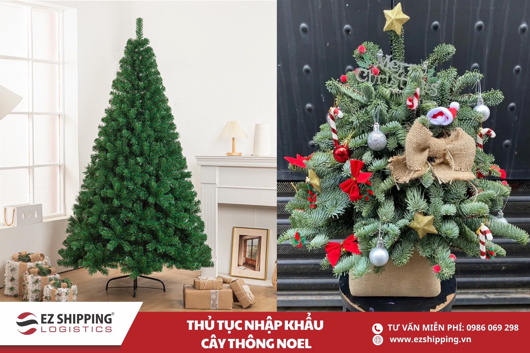 quy trinh nhap khau cay thong noel