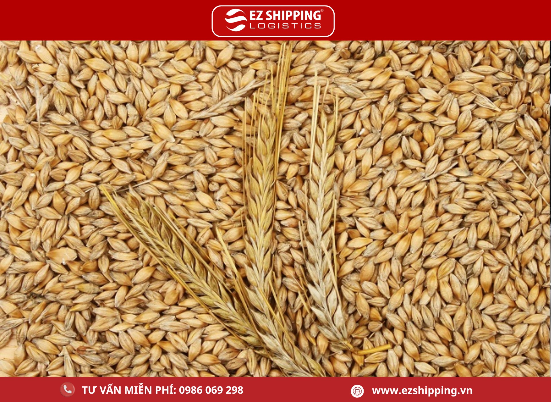 ma_HS_code_cua_hat_malt