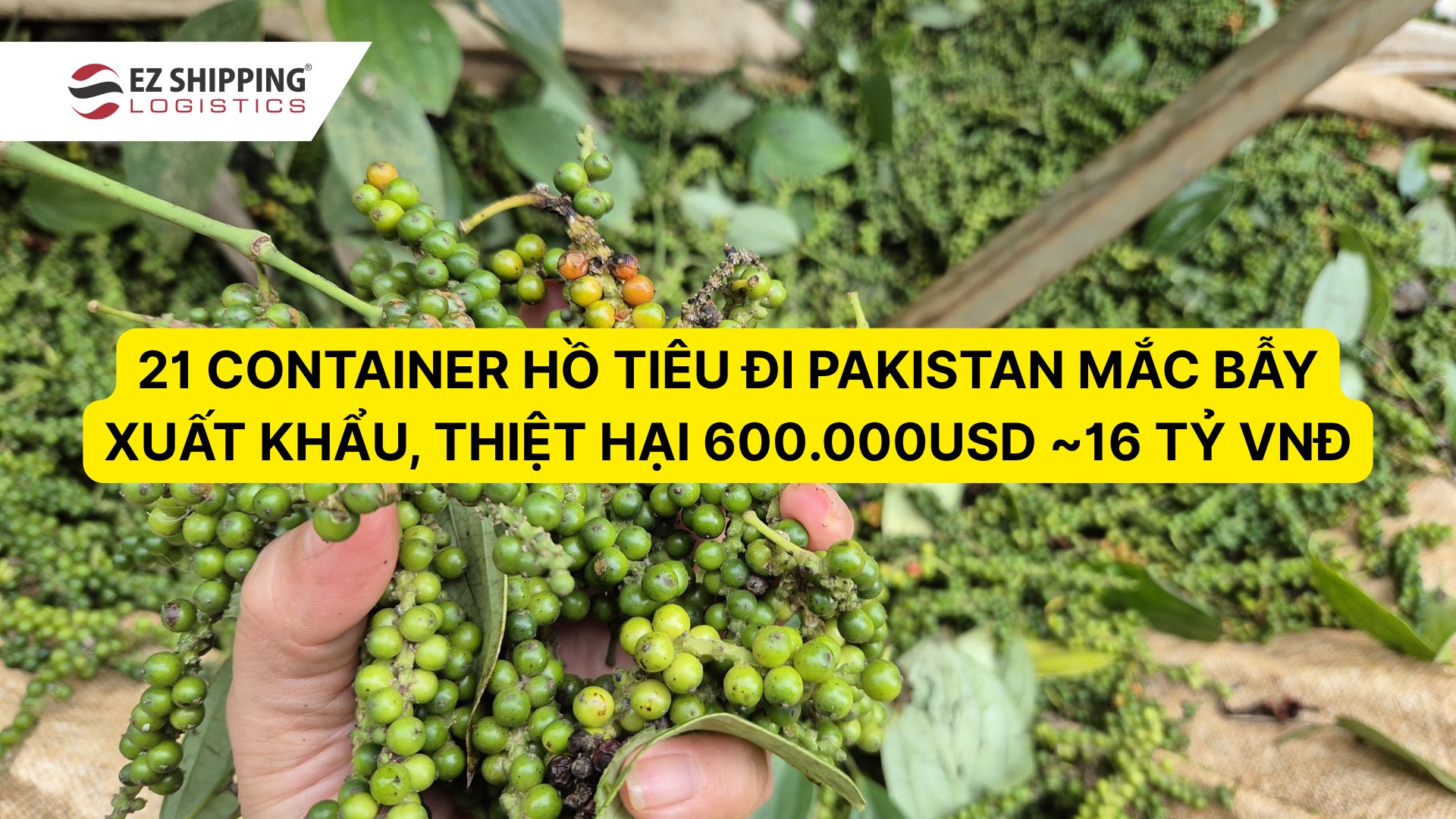 21 CONTAINER HỒ TIÊU ĐI PAKISTAN MẮC BẪY XUẤT KHẨU