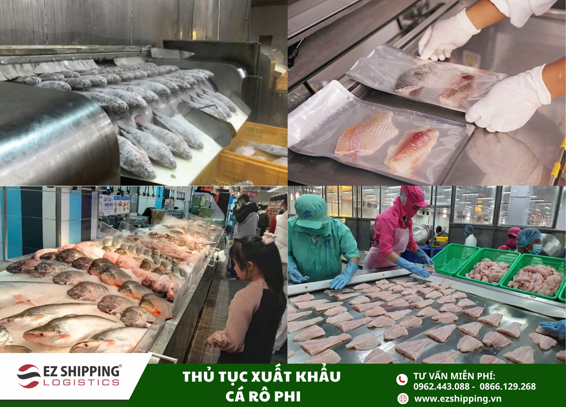 quy trình và chính sách xuất khẩu cá rô phi