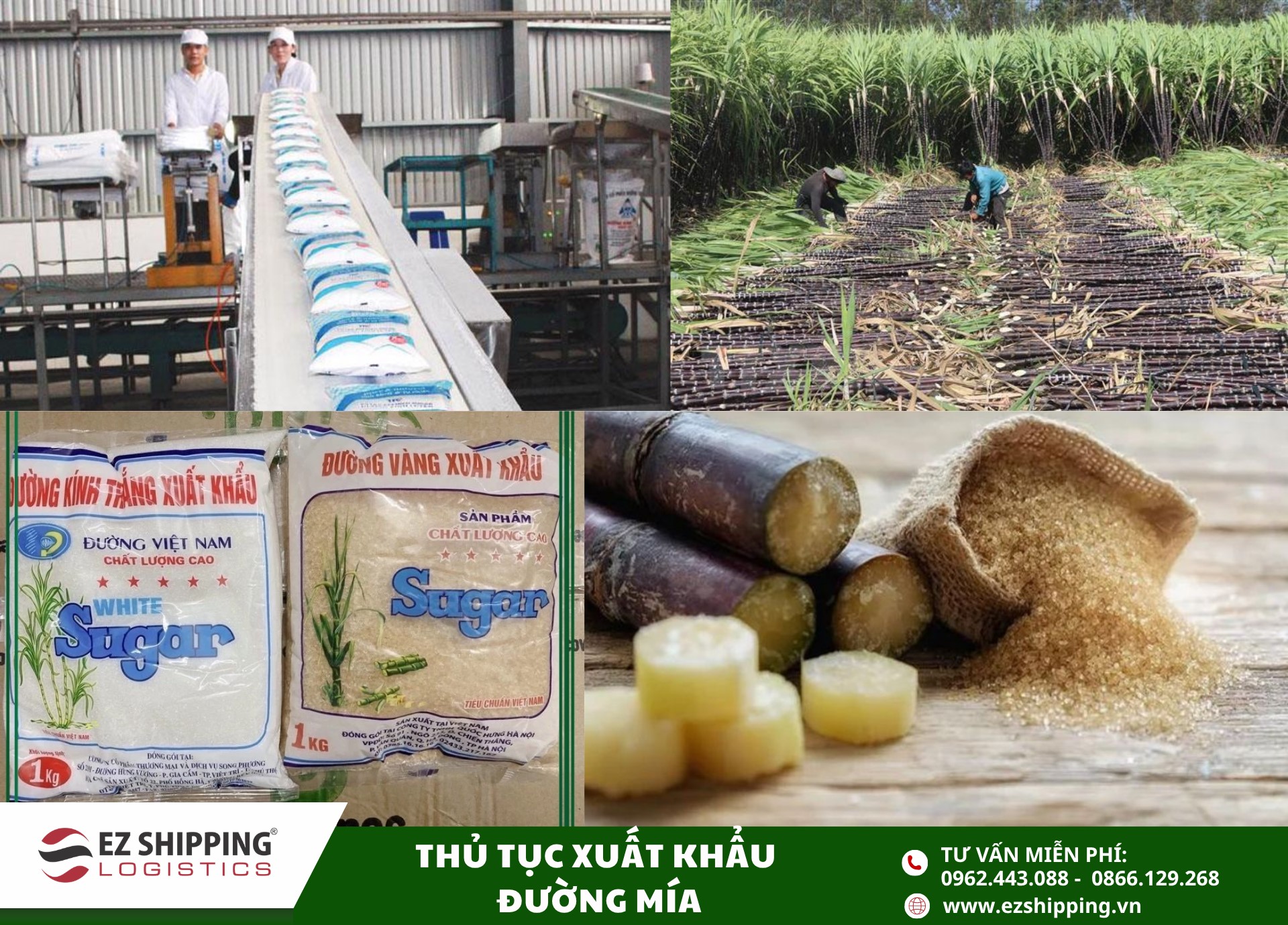 quy trình và chính sách xuất khẩu đường mía