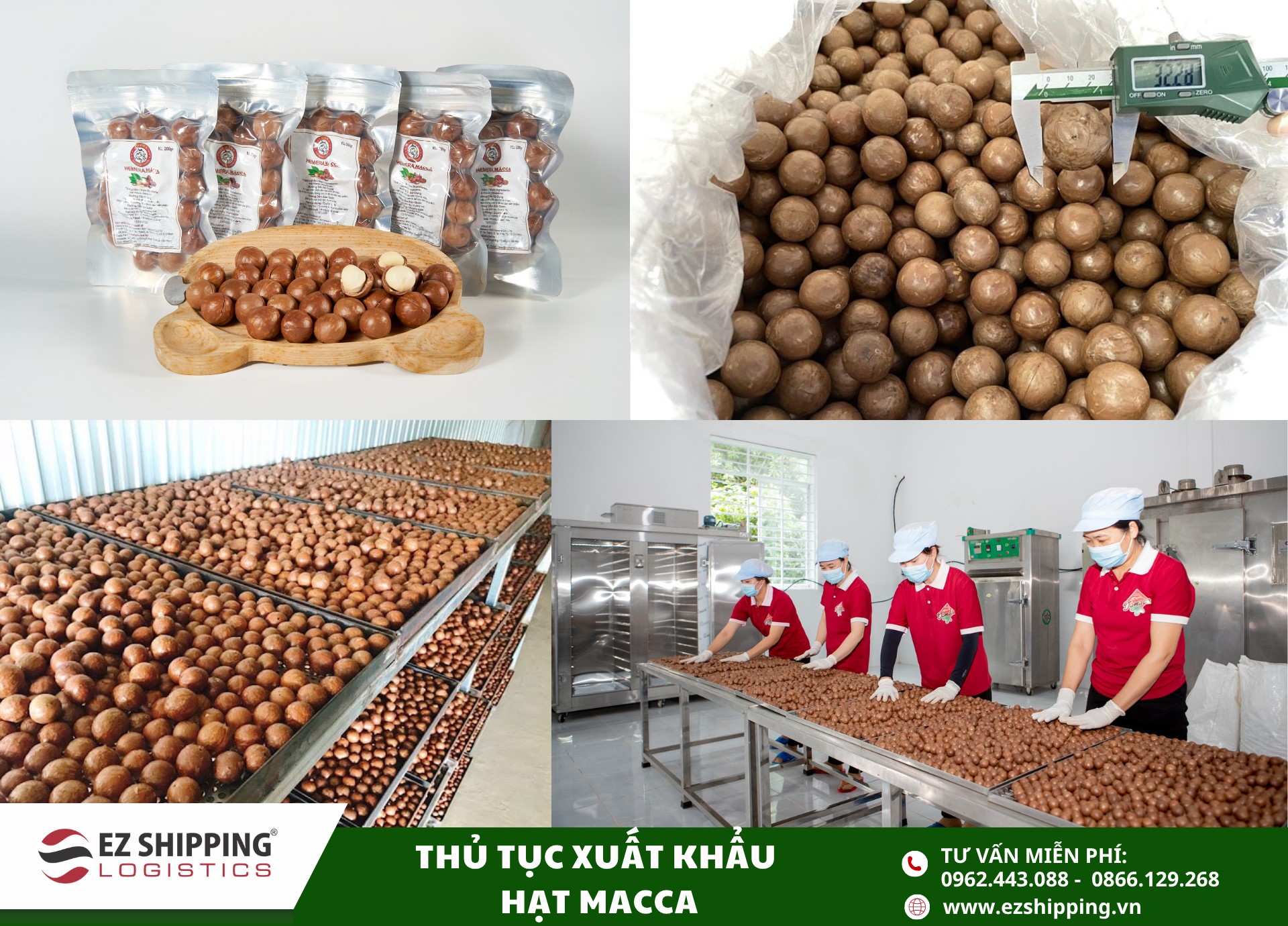 quy trinh và chính sách xuất khẩu hạt macca