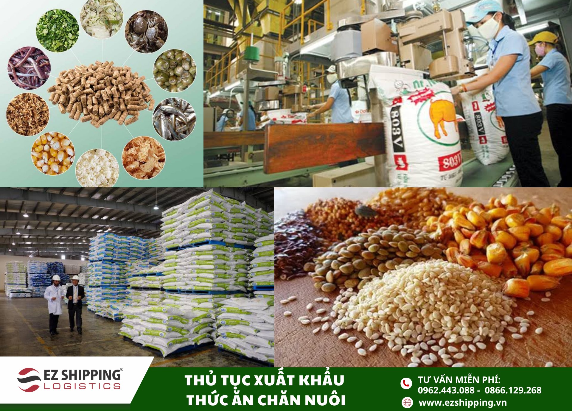 quy trình và chính sách xuất khẩu thức ăn chăn nuôi