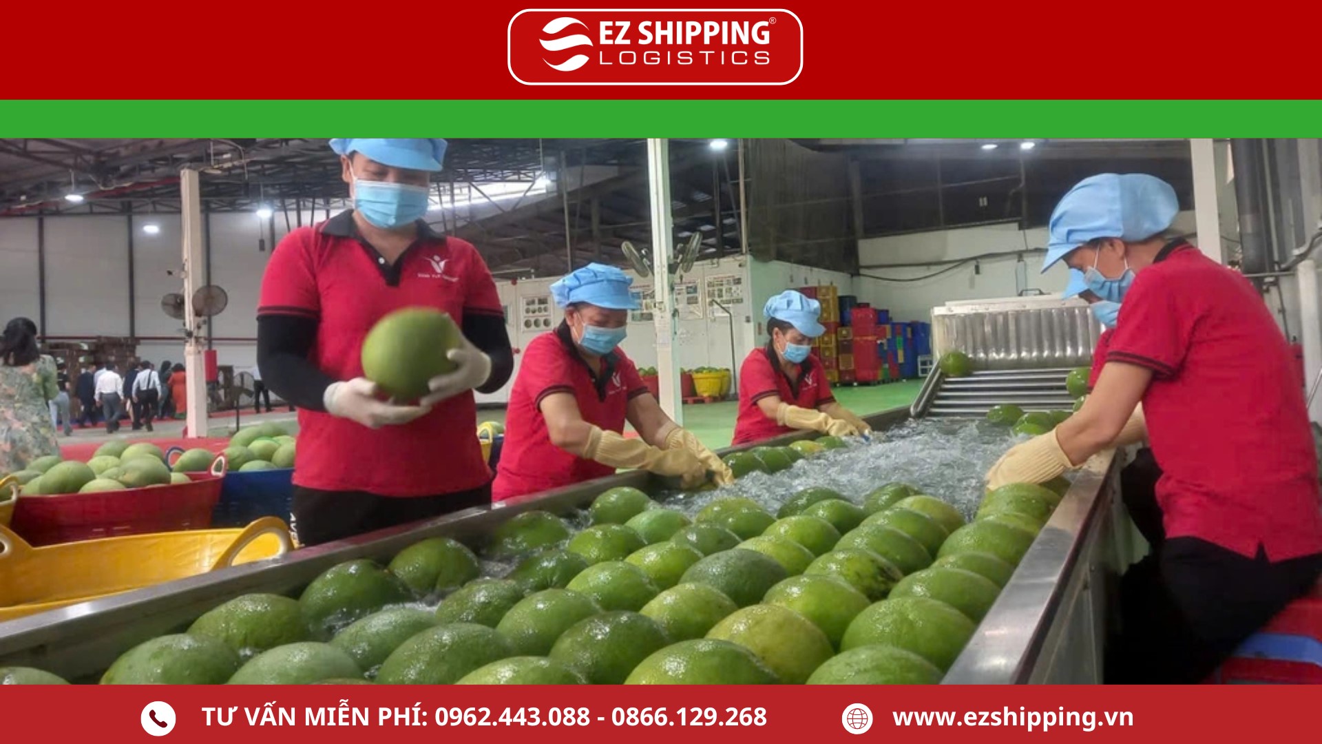 dich_vu_xuat_khau_buoi