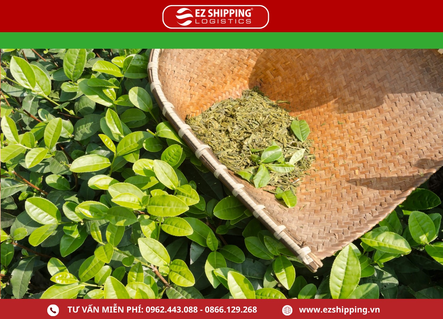 thue_xuat_khau_che_tra