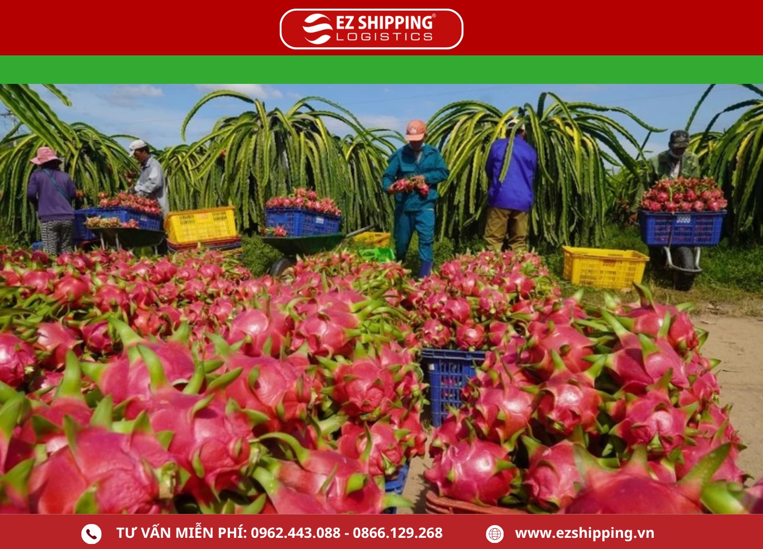 thu_tuc_xuat_khau_thanh_long_moi_nhat_1