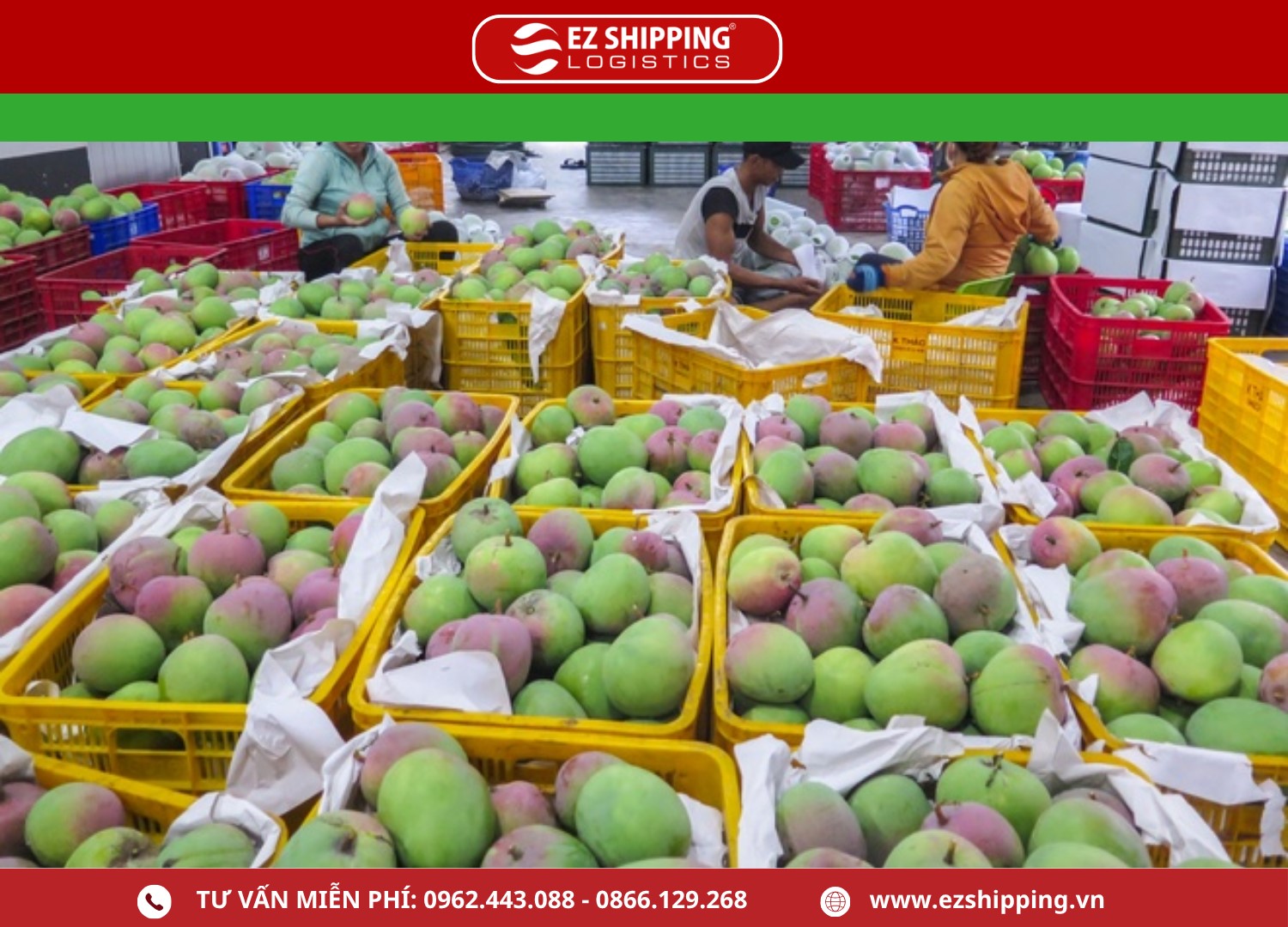 thu_tuc_xuat_khau_xoai_moi_nhat_2